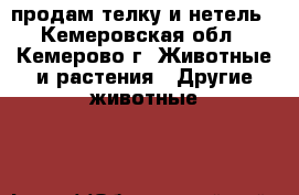 продам телку и нетель - Кемеровская обл., Кемерово г. Животные и растения » Другие животные   